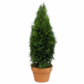 Emerald Green Arborvitae 84 inch