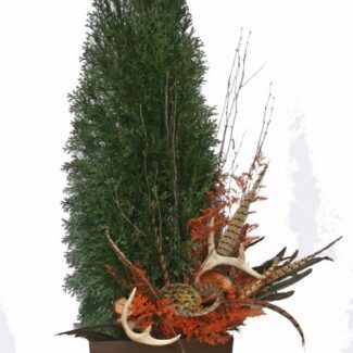 Pheasant Feather Arborvitae | TOPIARYTREE.NET