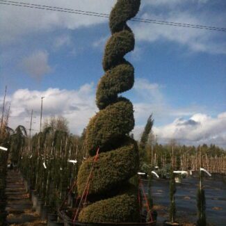 Juniperus com and  'Gold Totem Pole' Spiral | TOPIARYTREE.NET