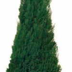 Slender cone-shaped preserved evergreen topiary in a terracotta pot