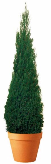 Slender cone-shaped preserved evergreen topiary in a terracotta pot