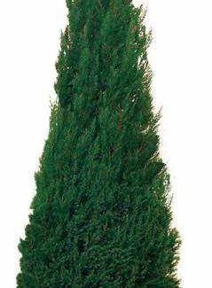 Preserved Cone Topiary 40 inch in Juniper Foliage | TOPIARYTREE.NET