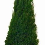 Tall tapered green cone topiary in an ornate stone urn planter, on a white background.