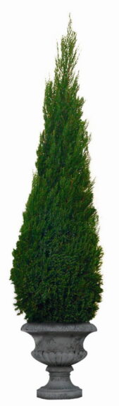 Tall tapered green cone topiary in an ornate stone urn planter, on a white background.