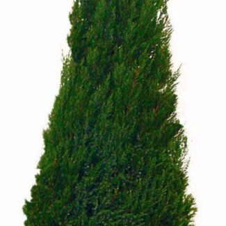 Preserved Cone Topiary 50 inch in Juniper Foliage | TOPIARYTREE.NET