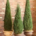 Three tapered evergreen cone topiaries in graduated sizes, displayed in urns against a brick wall