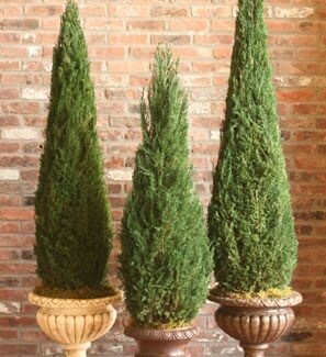 Preserved Cone Topiary 72 inch in Juniper Foliage | TOPIARYTREE.NET