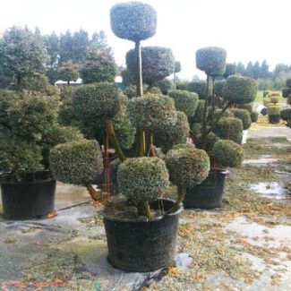 Chamaecyparis p and  'Boulevard' Pom pom | TOPIARYTREE.NET