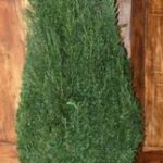 Tall narrow cone-shaped preserved topiary tree, small low-resolution product photo