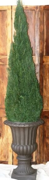 Tall narrow cone-shaped preserved topiary tree, small low-resolution product photo