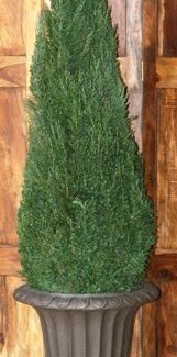 Preserved Cone Topiary 96 inch in Juniper Foliage | TOPIARYTREE.NET