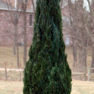 Preserved Cone Topiary 120 inch in Juniper Foliage | TOPIARYTREE.NET