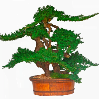 Bonsai Topiary