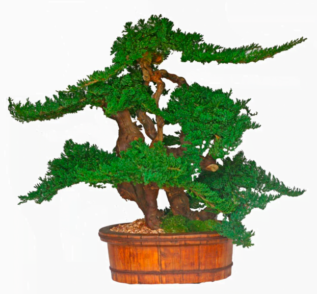 Preserved juniper bonsai topiary with gnarled trunk in a round wood barrel planter