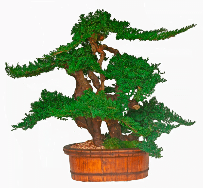 36-Vintage-Bonsai-Topiary