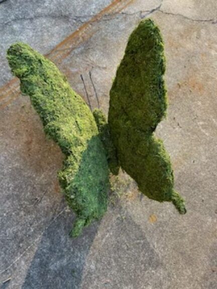 Overhead view of a green moss butterfly shape on cracked concrete pavement.