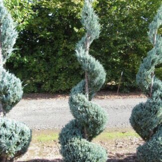 Juniperus Scop and  Moonglow (6 to 7 feet ) | TOPIARYTREE.NET