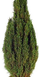 Preserved Natural Topiary 40 inch | TOPIARYTREE.NET
