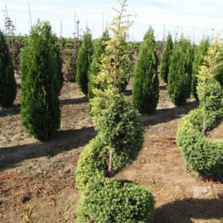 Juniperus Communis Gold Cone (3 and 5 to 4 feet) | TOPIARYTREE.NET