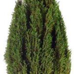 Tall narrow cone-shaped preserved topiary, small low-resolution product photo