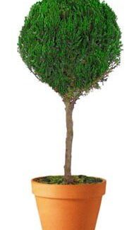 Preserved Single Ball Topiary 20 inch | TOPIARYTREE.NET