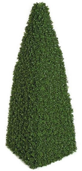 Artificial boxwood pyramid topiary on a plain background, tapering to a point