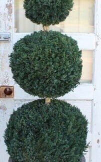 60 inch  Preserved Double Ball Cone Topiary | TOPIARYTREE.NET