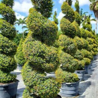 45 Gallon Eugenia Spiral Topiary | TOPIARYTREE.NET