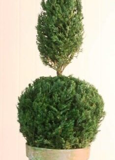 Preserved Ball Cone Topiary 20 inch in Juniper Foliage | TOPIARYTREE.NET