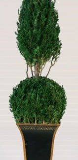 Preserved Ball Cone Topiary 30 inch in Juniper Foliage | TOPIARYTREE.NET