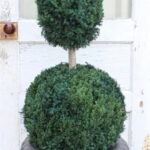 Preserved juniper topiary with a cone above a ball on a bare stem, standing in a dark urn