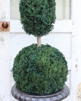 Preserved Ball Cone Topiary 45 to 50 inches Tall in Juniper Foliage | TOPIARYTREE.NET