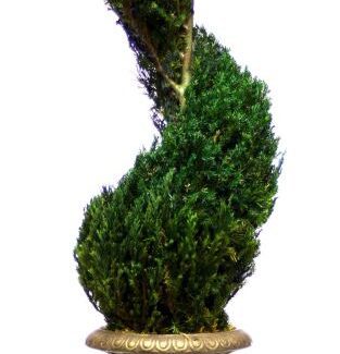 Preserved Classic Spiral Topiary 30 inch in Juniper Foliage | TOPIARYTREE.NET