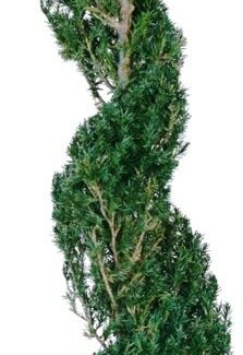 Preserved Classic Spiral Topiary 40 inch in Juniper Foliage | TOPIARYTREE.NET