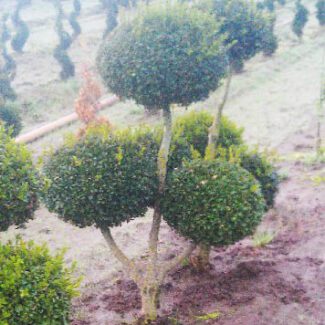 Buxus x and 'Green Mountain' Pom Pom | TOPIARYTREE.NET