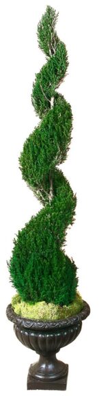 Tall spiral-cut preserved juniper topiary in a black footed urn with moss at the base