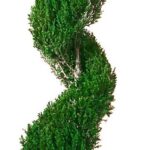 Tall spiral-cut preserved juniper topiary in a black footed urn with moss at the base
