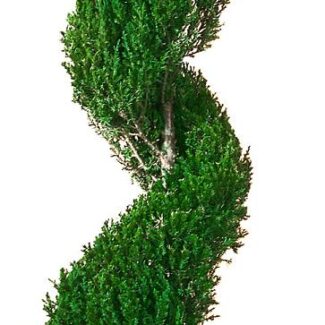 Preserved Classic Spiral Topiary 84 inch in Juniper Foliage | TOPIARYTREE.NET