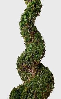Preserved Classic Spiral Topiary 108 inch in Juniper Foliage | TOPIARYTREE.NET