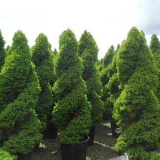 Picea gl and  'Conica' Double Spiral 15 gal | TOPIARYTREE.NET