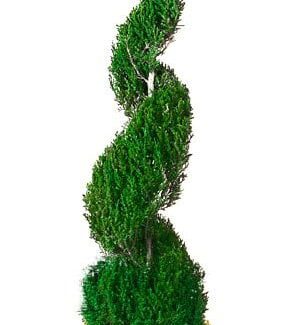 Preserved Classic Spiral Topiary 120 inch in Juniper Foliage | TOPIARYTREE.NET