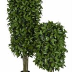 Two artificial bay laurel topiary trees of different heights in black pots, dense green foliage.