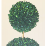 Three graduated preserved boxwood balls stacked on a bare stem in a dark tapered pot