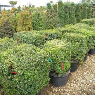 BUXUS SQUARE 18 INCH