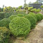 Row of round boxwood ball topiaries with burlap-wrapped root balls in a nursery yard