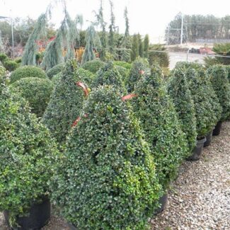 BUXUS PYRAMIDAL and 4 SIDED 36 INCH