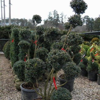 BUXUS TOPIARY
