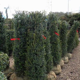 BUXUS NEWPORT BLLUE COLUMNAR 4 and 5