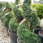 Row of potted spiral-trimmed boxwood plants in a nursery, tagged with colored ribbons