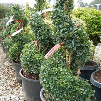 BUXUS SPIRAL 24 INCH
